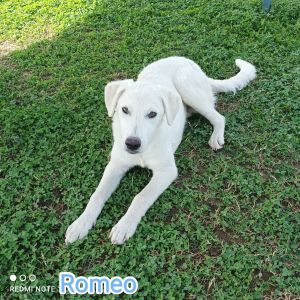 ROMEO