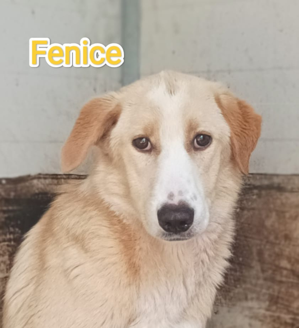 FENICE
