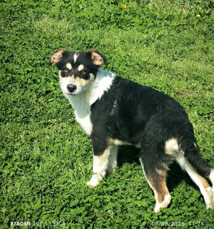 LASSIE