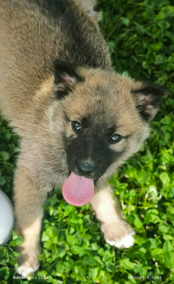 MAVERICK