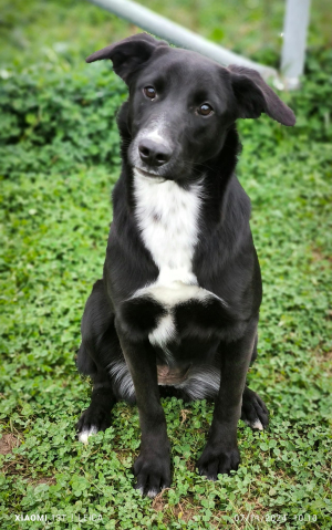 STELLA