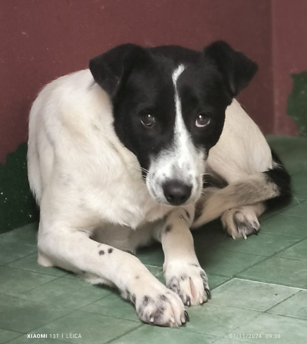 PERLA