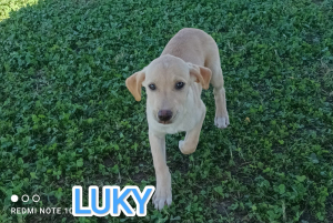 LUKY