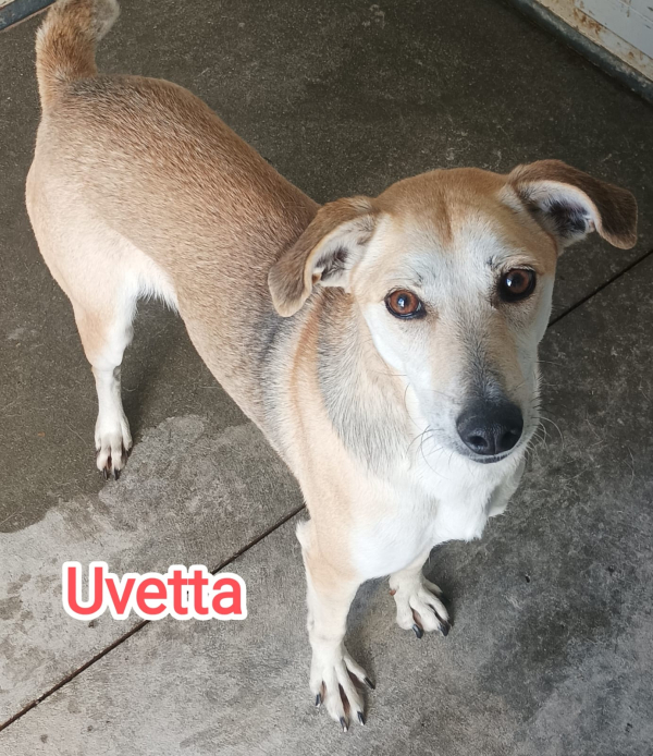 UVETTA