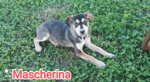 MASCHERINA