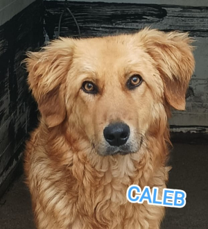 CALEB