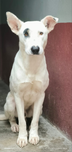 MACCHIA