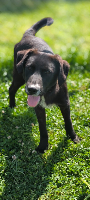 IGOR