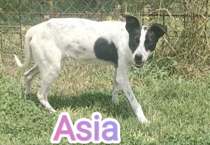 ASIA