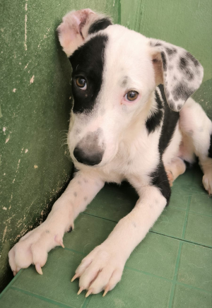 AXEL
