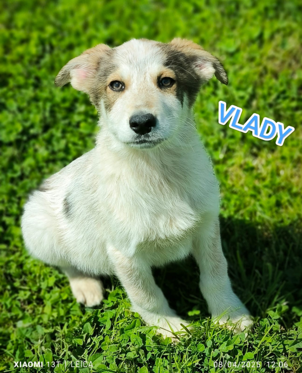 VLADY